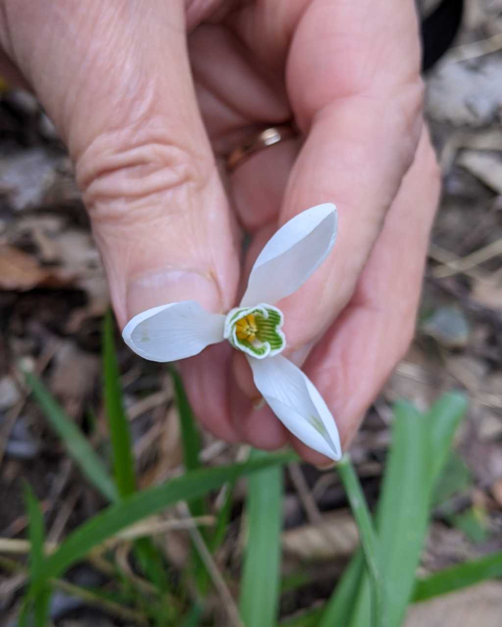 Galanthus nivalis